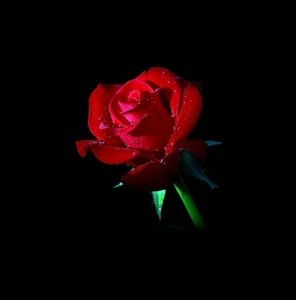 Meet your Posher, Chantelle